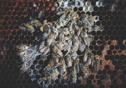 Colonie d'abeilles morte