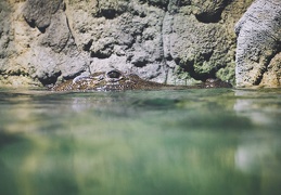 crocodylus suchus, crocodile sacré.