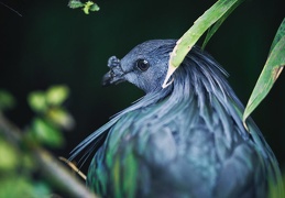 Pigeon de Nicobar, Caloenas nicobarica.
