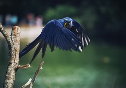 Ara hyacinthe, Anodorhynchus hyacinthinus.