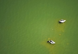 Parc aux oiseaux de Villars les Dombes.