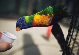 Loriquet arc-en-ciel, Trichoglossus moluccanus.