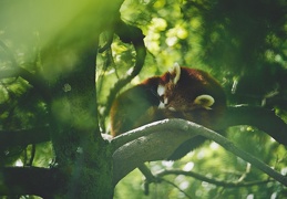 Au Zoo de Zurich