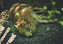 Au Zoo de Zurich