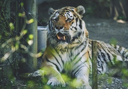 Au Zoo de Zurich