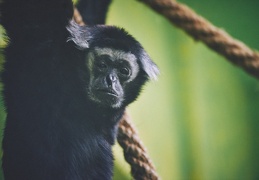 Au Zoo de Zurich