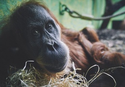 Au Zoo de Zurich