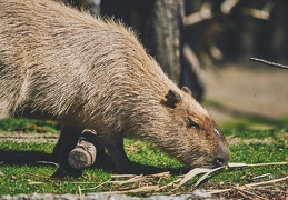 Au Zoo de Zurich