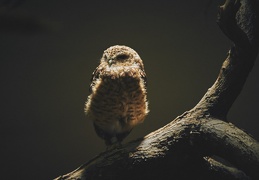 Au Zoo de Zurich