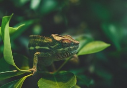 Au Zoo de Zurich