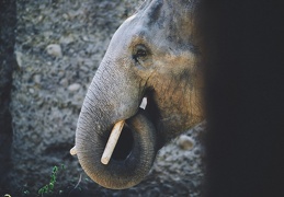 Au Zoo de Zurich