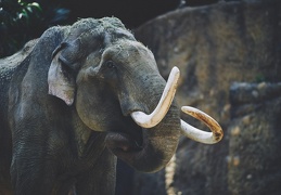 Au Zoo de Zurich