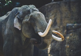 Au Zoo de Zurich