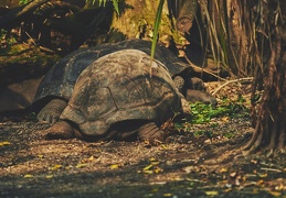 Au Zoo de Zurich