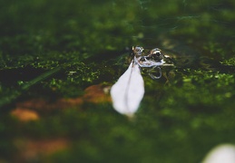 Grenouille, Pointe à la bise, Genève