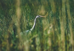 Ardea cinerea, Marais Choulex