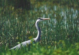 Ardea cinerea, Marais Choulex