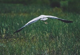 Ardea cinerea, Marais Choulex