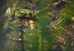 Grenouilles vertes indeterminées, Choulex