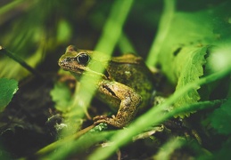 Grenouille rousse