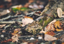 Sympetrum striolatum