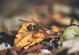 Sympetrum striolatum