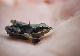 Grenouille rousse nouvellement transformée.