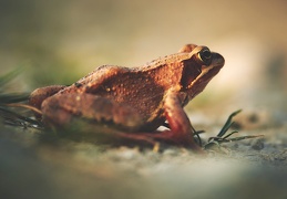 Rana temporaria au soleil couchant