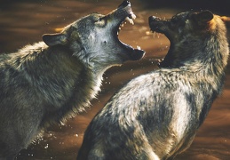 Canis lupus lupus en captivité.