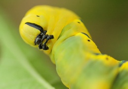 acherontia atropos