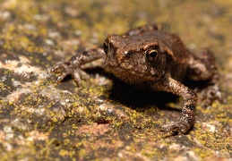 bufo bufo accons ardeche 20040811