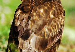 buteo buteo juvenile millioche marin 20050710