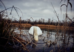 Cygne tuberculé par un dimanche gris