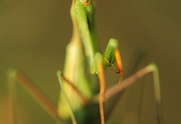 mantis religiosa pont