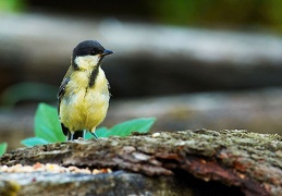 parus major millioche marin 20050629