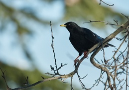 Pyrrhocorax graculus, Chocard à bec jaune