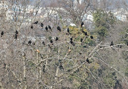 Pyrrhocorax graculus, Chocard à bec jaune