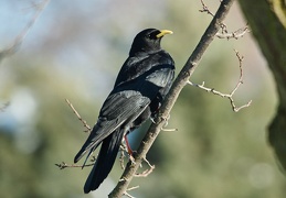 Pyrrhocorax graculus, Chocard à bec jaune