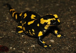 salamandre