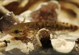 salamandre larve