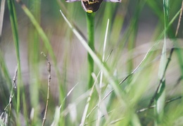 Ophrys fulciflora