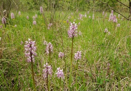 clairiere orchis 2009