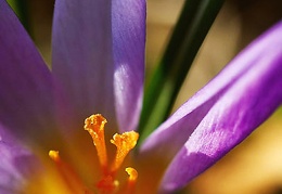 crocusmarin05