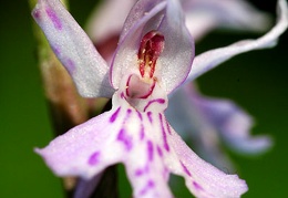 dactylorhiza fuchsii vigne de pont 20053105-2