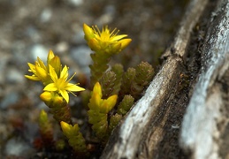 jaune