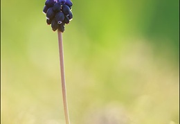 muscari