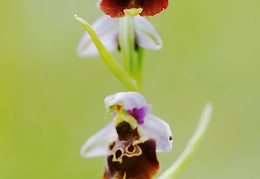 ophrys fuciflora dranse vongy 20050604