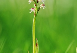 orchis ustulata millioche 1