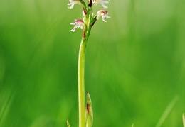 orchis ustulata millioche 1