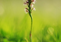orchis ustulata millioche 5